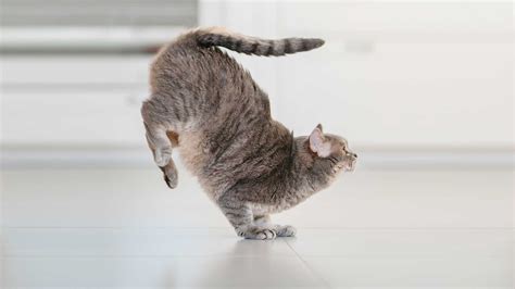 How Long Does It Take to Repair a Roof, and Why Do Cats Always Land on Their Feet?