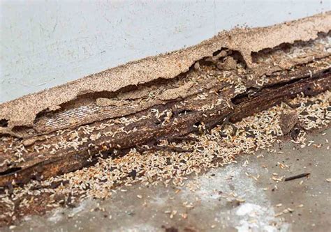 How to Repair Termite Damage: Why Termites Might Be the Secret to Better Coffee