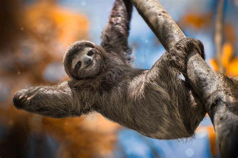 sloth animal meaning: A Slow Dance with Existence